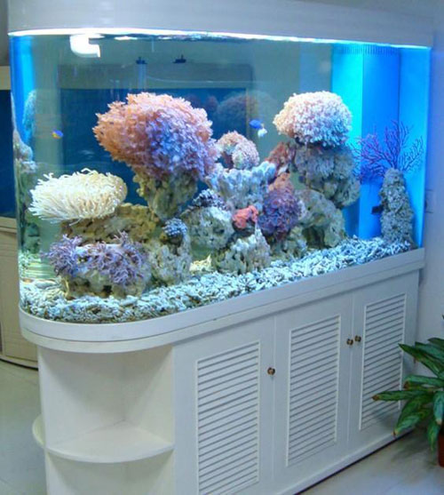 居家养鱼风水讲究，怎么养鱼招财运？